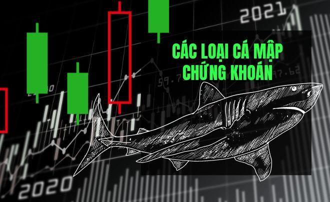 cá mập trong chứng khoán là gì